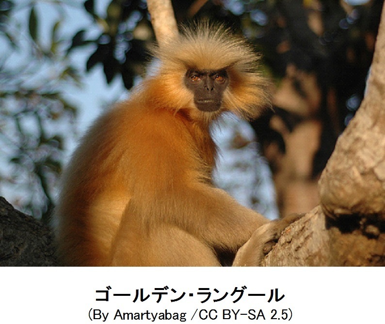 095 黄金色に輝くゴールデン・ラングール 幸せの国ブータンを探る